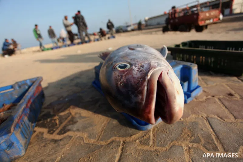 Palestinian fishermen display fish for sale, in Gaza seaport, on April 4, 2016. Israel on Sunday extended the distance it permits Gaza fishermen to head out to sea along certain parts of the coastline of the enclave, whi...