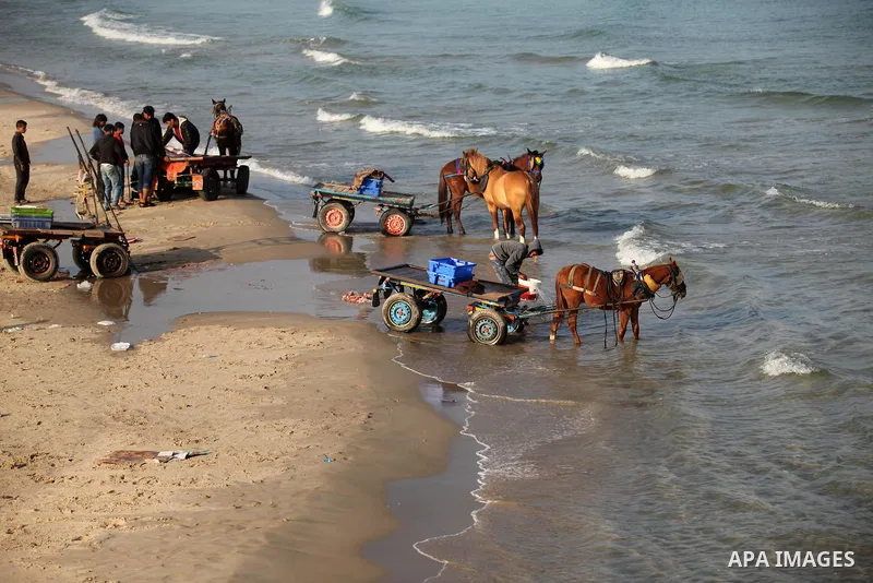 Palestinian fishermen display fish for sale, in Gaza seaport, on April 4, 2016. Israel on Sunday extended the distance it permits Gaza fishermen to head out to sea along certain parts of the coastline of the enclave, whi...