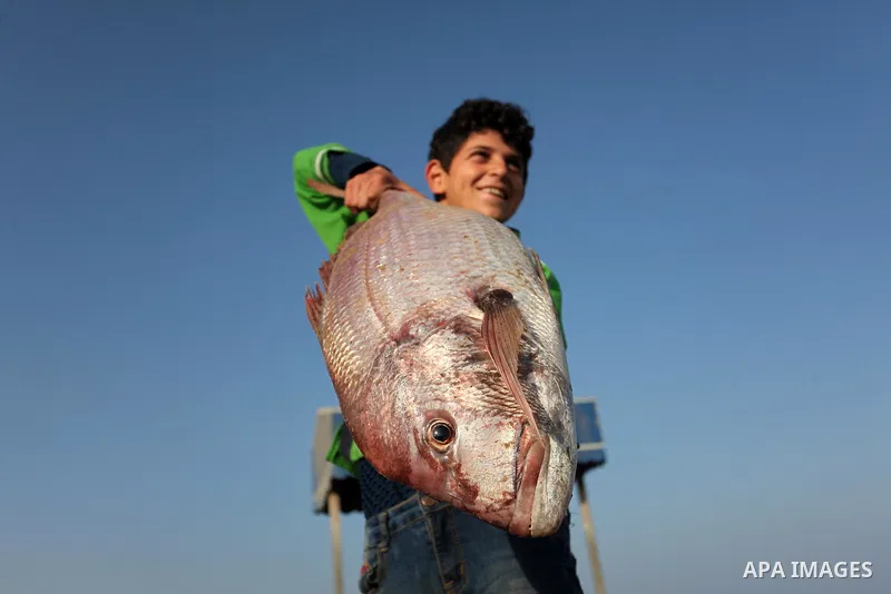 A Palestinian boy displays fish for sale, in Gaza seaport, on April 4, 2016. Israel on Sunday extended the distance it permits Gaza fishermen to head out to sea along certain parts of the coastline of the enclave, which...