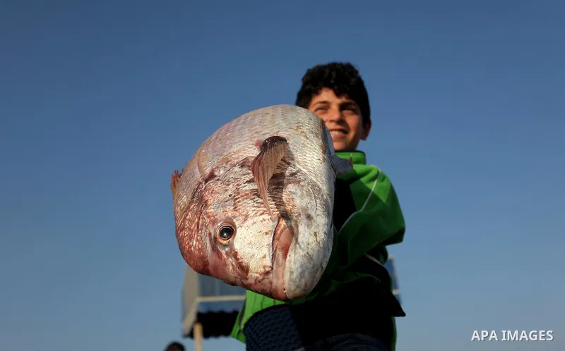 A Palestinian boy displays fish for sale, in Gaza seaport, on April 4, 2016. Israel on Sunday extended the distance it permits Gaza fishermen to head out to sea along certain parts of the coastline of the enclave, which...