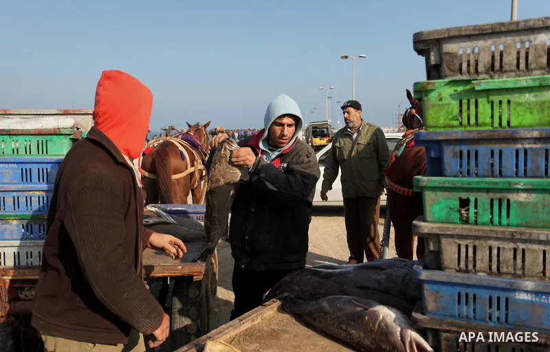 Palestinian fishermen display fish for sale, in Gaza seaport, on April 4, 2016. Israel on Sunday extended the distance it permits Gaza fishermen to head out to sea along certain parts of the coastline of the enclave, whi...