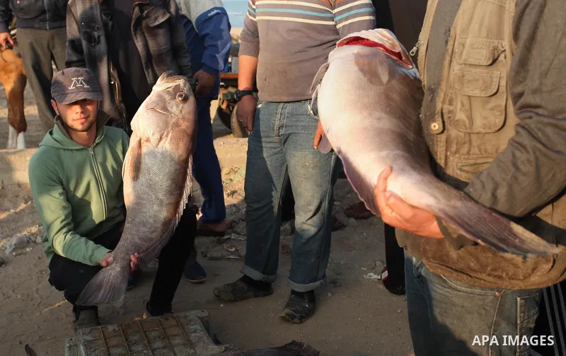 Palestinian fishermen display fish for sale, in Gaza seaport, on April 4, 2016. Israel on Sunday extended the distance it permits Gaza fishermen to head out to sea along certain parts of the coastline of the enclave, whi...