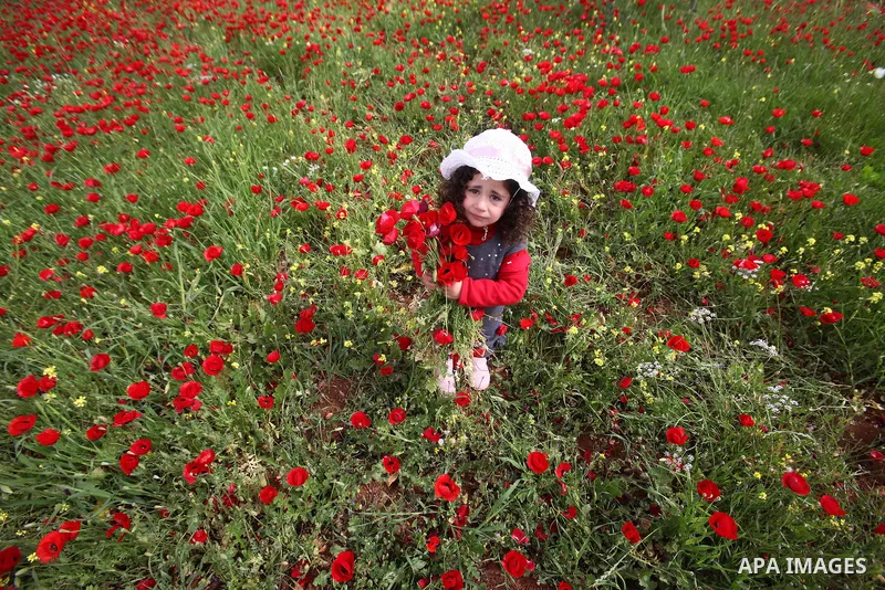 A Palestinian girl harvests red carpets of Anemone Coronaria flowers, in the West Bank city of Nablus, on April 6, 2016. Photo by Nedal Eshtayah