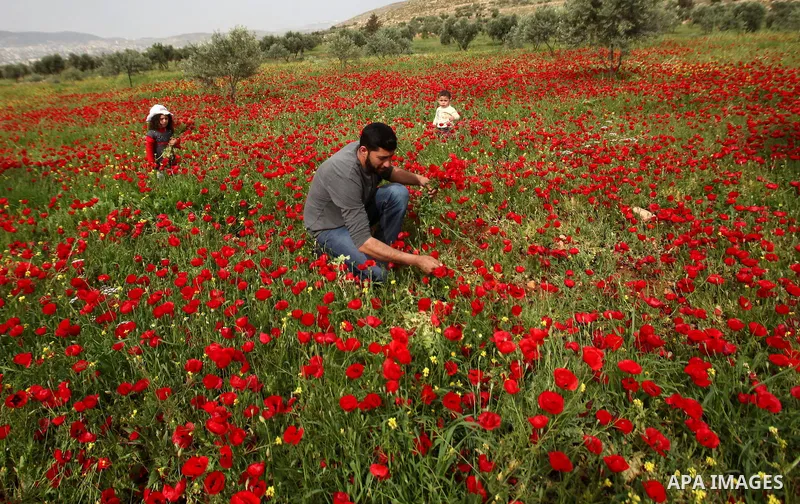 A Palestinian man harvests red carpets of Anemone Coronaria flowers, in the West Bank city of Nablus, on April 6, 2016. Photo by Nedal Eshtayah
