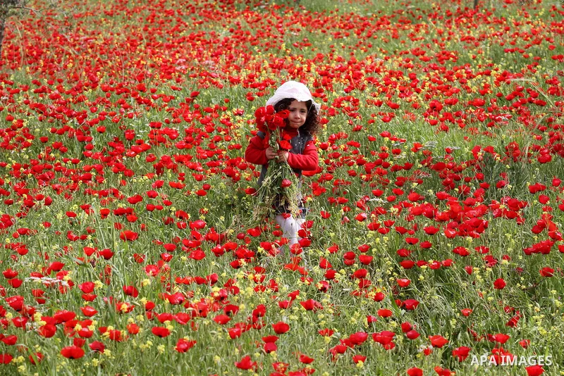 A Palestinian girl harvests red carpets of Anemone Coronaria flowers, in the West Bank city of Nablus, on April 6, 2016. Photo by Nedal Eshtayah