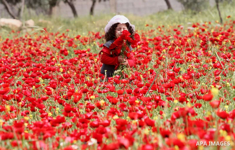 A Palestinian girl harvests red carpets of Anemone Coronaria flowers, in the West Bank city of Nablus, on April 6, 2016. Photo by Nedal Eshtayah
