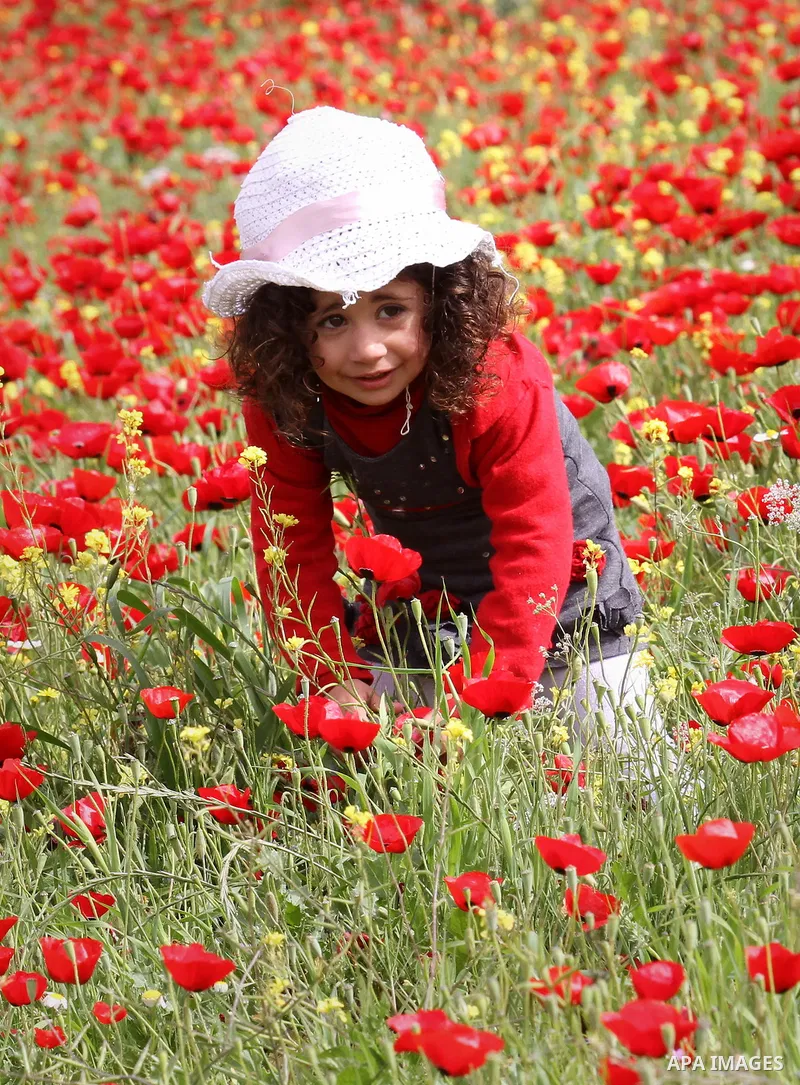A Palestinian girl harvests red carpets of Anemone Coronaria flowers, in the West Bank city of Nablus, on April 6, 2016. Photo by Nedal Eshtayah