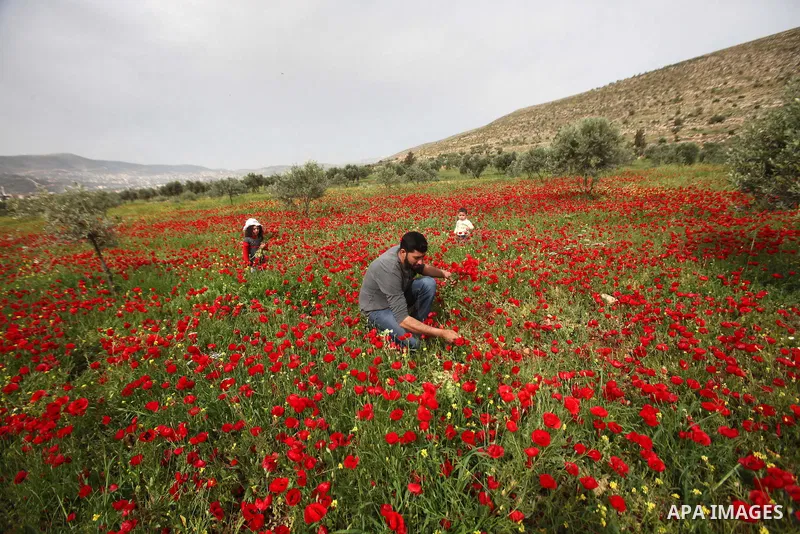 A Palestinian man harvests red carpets of Anemone Coronaria flowers, in the West Bank city of Nablus, on April 6, 2016. Photo by Nedal Eshtayah