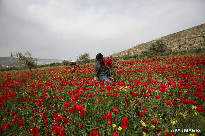 A Palestinian man harvests red carpets of Anemone Coronaria flowers, in the West Bank city of Nablus, on April 6, 2016. Photo by Nedal Eshtayah