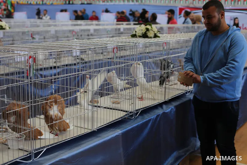Palestinians display pigeons during an exhibition birds in Gaza City, on April 7, 2016. Photo by Mohammed Asad