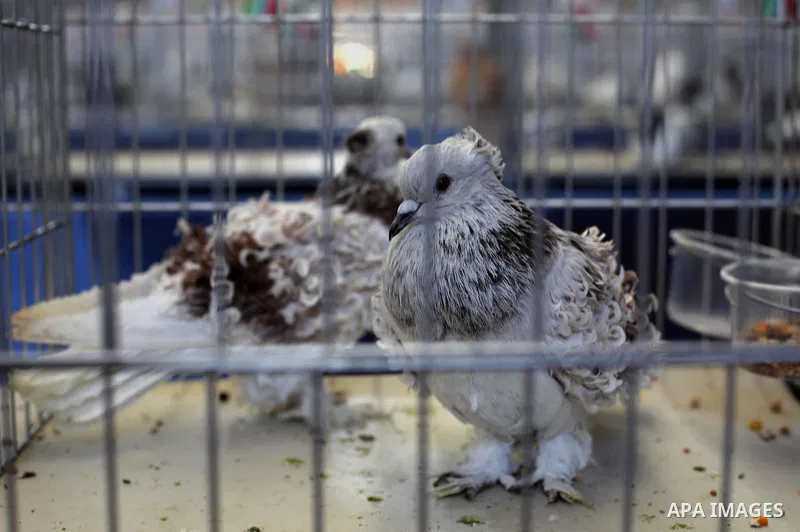 Palestinians display pigeons during an exhibition birds in Gaza City, on April 7, 2016. Photo by Mohammed Asad