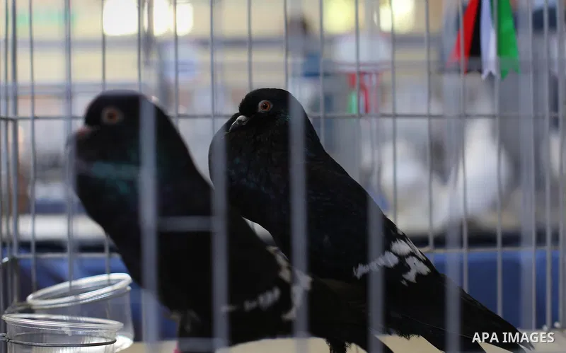 Palestinians display pigeons during an exhibition birds in Gaza City, on April 7, 2016. Photo by Mohammed Asad