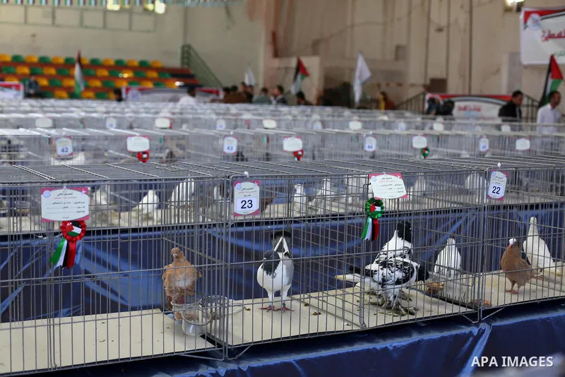 Palestinians display pigeons during an exhibition birds in Gaza City, on April 7, 2016. Photo by Mohammed Asad