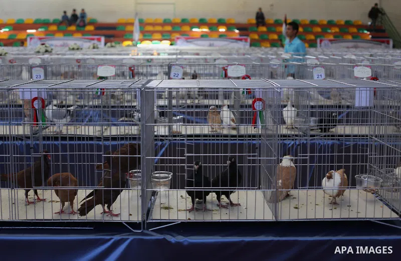 Palestinians display pigeons during an exhibition birds in Gaza City, on April 7, 2016. Photo by Mohammed Asad
