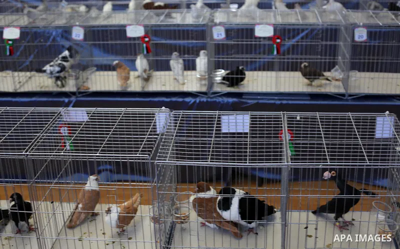 Palestinians display pigeons during an exhibition birds in Gaza City, on April 7, 2016. Photo by Mohammed Asad