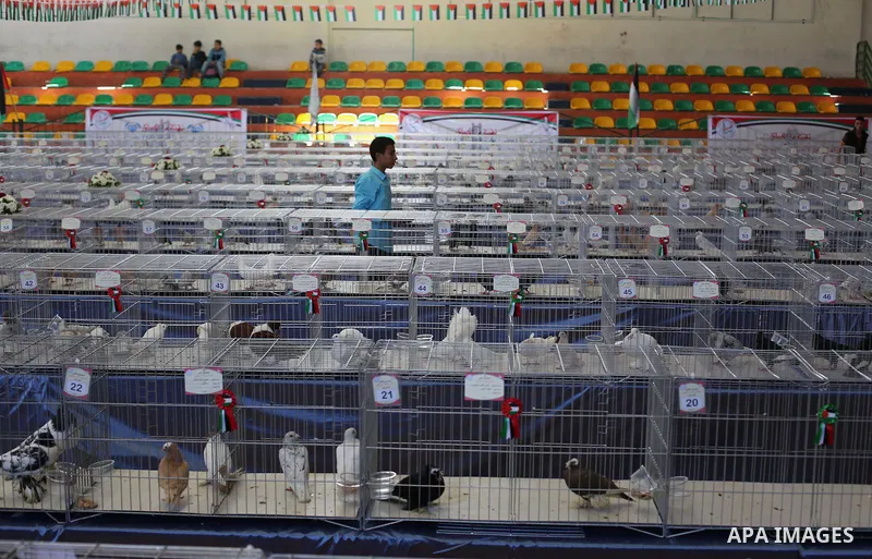 Palestinians display pigeons during an exhibition birds in Gaza City, on April 7, 2016. Photo by Mohammed Asad