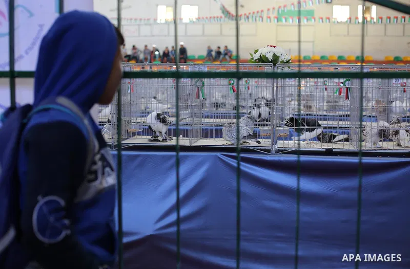 Palestinians display pigeons during an exhibition birds in Gaza City, on April 7, 2016. Photo by Mohammed Asad