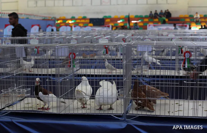 Palestinians display pigeons during an exhibition birds in Gaza City, on April 7, 2016. Photo by Mohammed Asad