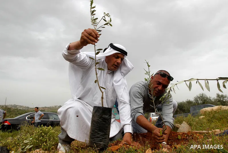 Palestinians and activists plant olive trees near Beit al-Baraka, a church compound situated between the Al-Arub refugee camp and the city of Hebron in the occupied West Bank, on April 9, 2016. Photo by Wisam Hashlamoun