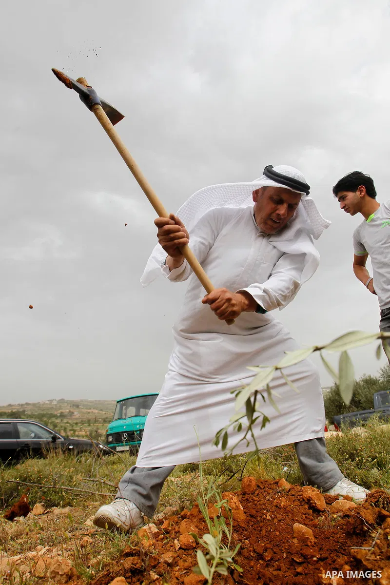 Palestinians and activists plant olive trees near Beit al-Baraka, a church compound situated between the Al-Arub refugee camp and the city of Hebron in the occupied West Bank, on April 9, 2016. Photo by Wisam Hashlamoun