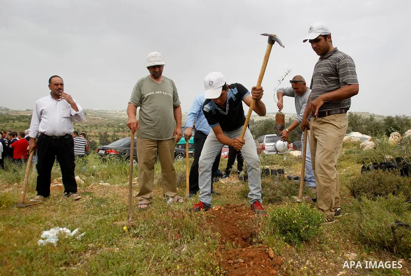 Palestinians and activists plant olive trees near Beit al-Baraka, a church compound situated between the Al-Arub refugee camp and the city of Hebron in the occupied West Bank, on April 9, 2016. Photo by Wisam Hashlamoun