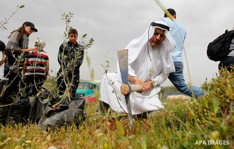 Palestinians and activists plant olive trees near Beit al-Baraka, a church compound situated between the Al-Arub refugee camp and the city of Hebron in the occupied West Bank, on April 9, 2016. Photo by Wisam Hashlamoun