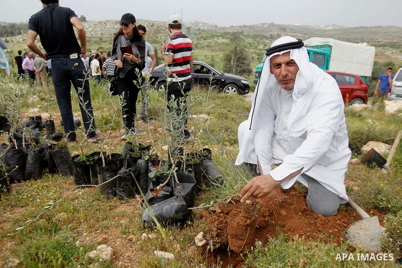 Palestinians and activists plant olive trees near Beit al-Baraka, a church compound situated between the Al-Arub refugee camp and the city of Hebron in the occupied West Bank, on April 9, 2016. Photo by Wisam Hashlamoun