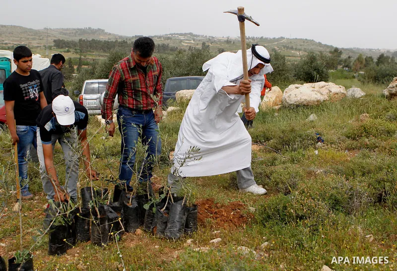 Palestinians and activists plant olive trees near Beit al-Baraka, a church compound situated between the Al-Arub refugee camp and the city of Hebron in the occupied West Bank, on April 9, 2016. Photo by Wisam Hashlamoun
