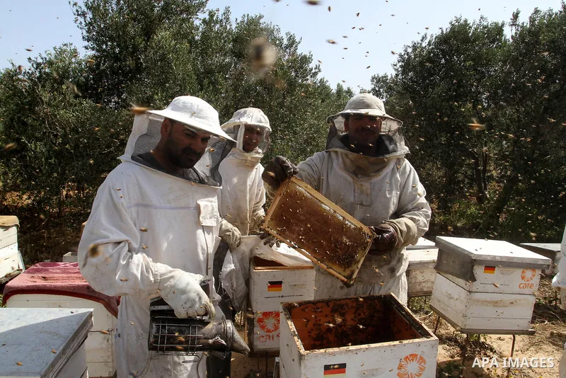 Palestinian beekeepers remove trays from a beehive to collect honey at a honey-bee farm in Bureij Refugee Camp, central Gaza Strip, on April 16, 2016. Beekeepers collect honey and wax from the beehives at this time of ye...