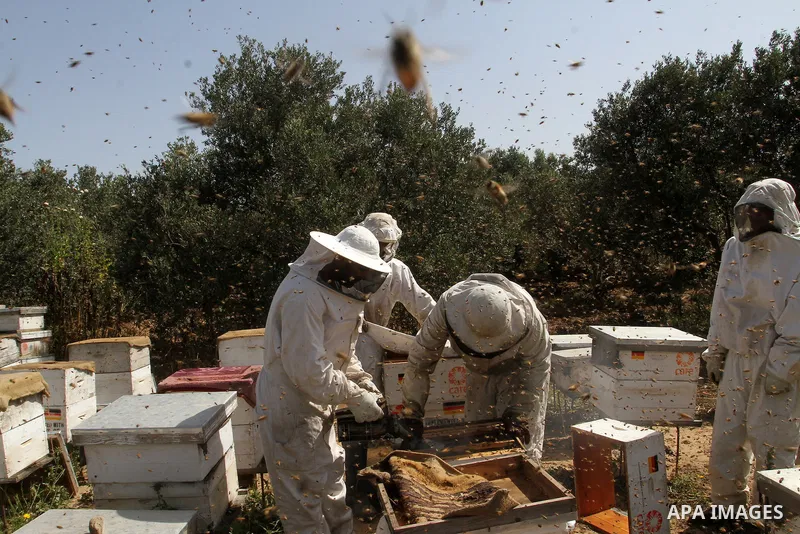 Palestinian beekeepers remove trays from a beehive to collect honey at a honey-bee farm in Bureij Refugee Camp, central Gaza Strip, on April 16, 2016. Beekeepers collect honey and wax from the beehives at this time of ye...