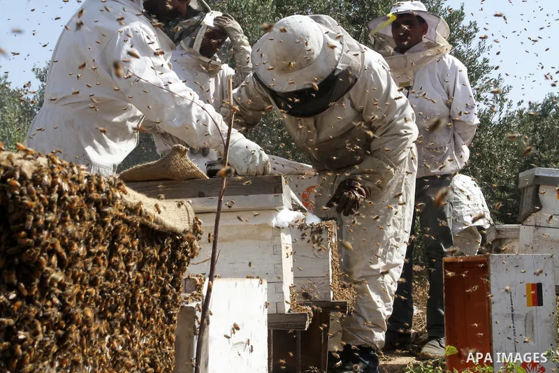 Palestinian beekeepers remove trays from a beehive to collect honey at a honey-bee farm in Bureij Refugee Camp, central Gaza Strip, on April 16, 2016. Beekeepers collect honey and wax from the beehives at this time of ye...