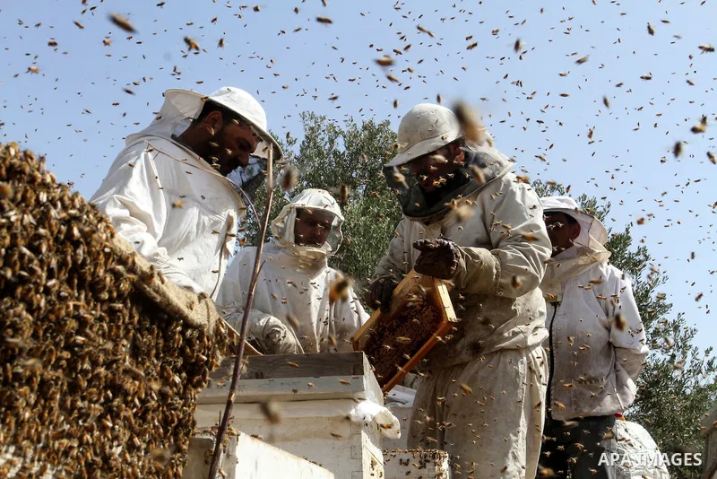 Palestinian beekeepers remove trays from a beehive to collect honey at a honey-bee farm in Bureij Refugee Camp, central Gaza Strip, on April 16, 2016. Beekeepers collect honey and wax from the beehives at this time of ye...