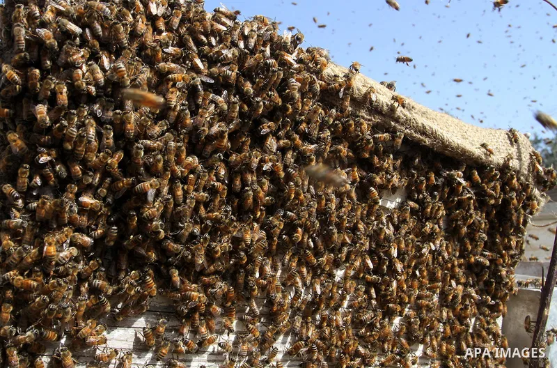 Palestinian beekeepers remove trays from a beehive to collect honey at a honey-bee farm in Bureij Refugee Camp, central Gaza Strip, on April 16, 2016. Beekeepers collect honey and wax from the beehives at this time of ye...
