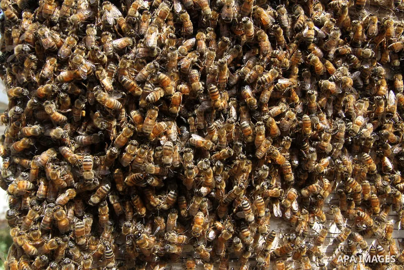 Palestinian beekeepers remove trays from a beehive to collect honey at a honey-bee farm in Bureij Refugee Camp, central Gaza Strip, on April 16, 2016. Beekeepers collect honey and wax from the beehives at this time of ye...