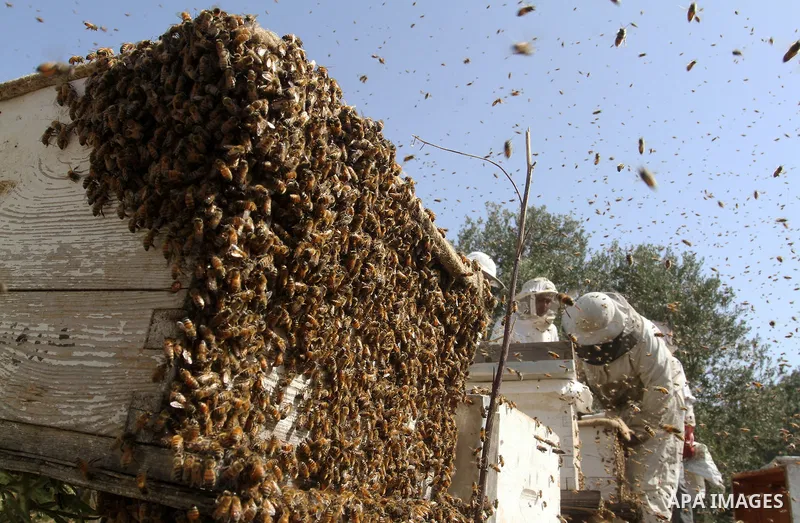 Palestinian beekeepers remove trays from a beehive to collect honey at a honey-bee farm in Bureij Refugee Camp, central Gaza Strip, on April 16, 2016. Beekeepers collect honey and wax from the beehives at this time of ye...