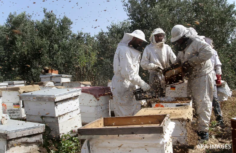 Palestinian beekeepers remove trays from a beehive to collect honey at a honey-bee farm in Bureij Refugee Camp, central Gaza Strip, on April 16, 2016. Beekeepers collect honey and wax from the beehives at this time of ye...