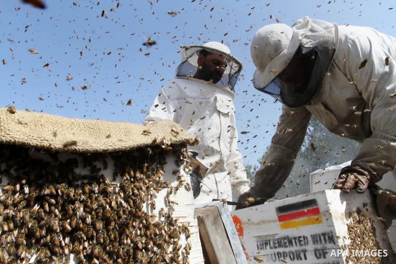 Palestinian beekeepers remove trays from a beehive to collect honey at a honey-bee farm in Bureij Refugee Camp, central Gaza Strip, on April 16, 2016. Beekeepers collect honey and wax from the beehives at this time of ye...