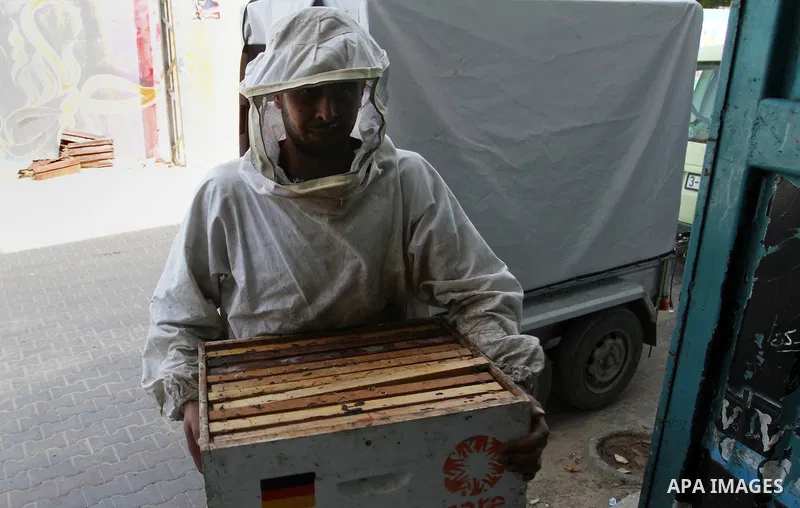 Palestinian beekeepers remove trays from a beehive to collect honey at a honey-bee farm in Bureij Refugee Camp, central Gaza Strip, on April 16, 2016. Beekeepers collect honey and wax from the beehives at this time of ye...