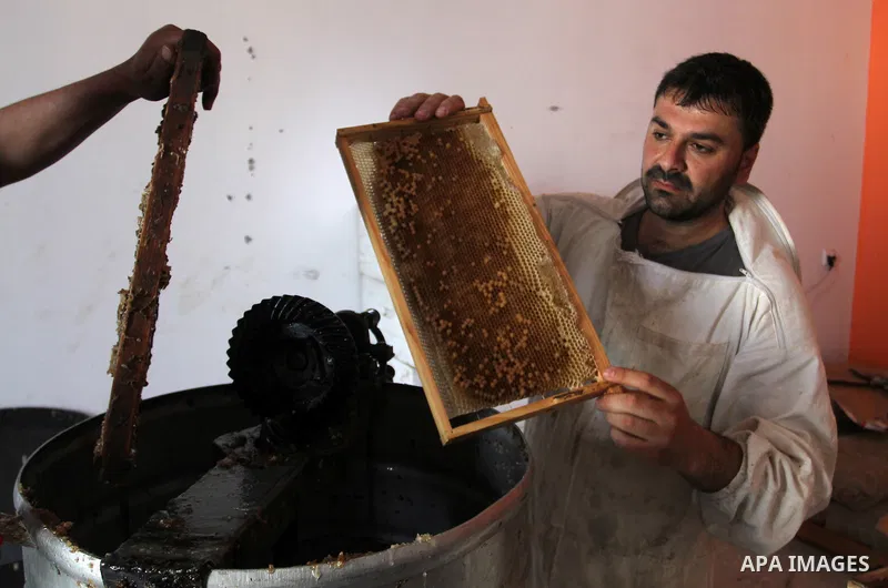Palestinian beekeepers remove trays from a beehive to collect honey at a honey-bee farm in Bureij Refugee Camp, central Gaza Strip, on April 16, 2016. Beekeepers collect honey and wax from the beehives at this time of ye...