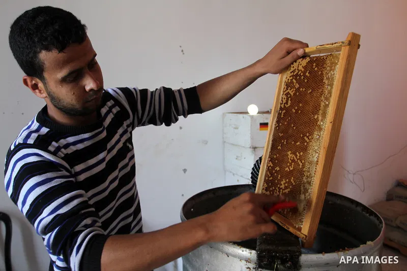 Palestinian beekeepers remove trays from a beehive to collect honey at a honey-bee farm in Bureij Refugee Camp, central Gaza Strip, on April 16, 2016. Beekeepers collect honey and wax from the beehives at this time of ye...