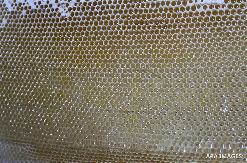 Palestinian beekeepers remove trays from a beehive to collect honey at a honey-bee farm in Bureij Refugee Camp, central Gaza Strip, on April 16, 2016. Beekeepers collect honey and wax from the beehives at this time of ye...