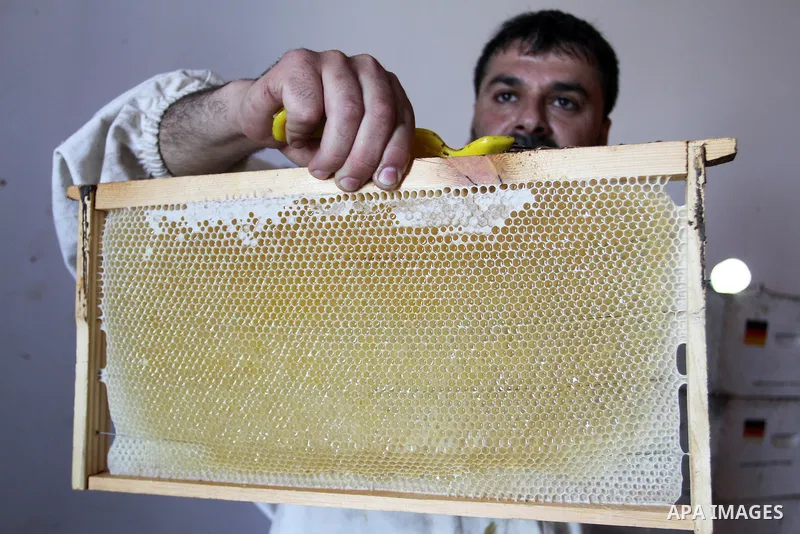 Palestinian beekeepers remove trays from a beehive to collect honey at a honey-bee farm in Bureij Refugee Camp, central Gaza Strip, on April 16, 2016. Beekeepers collect honey and wax from the beehives at this time of ye...