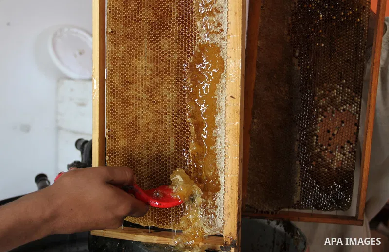 Palestinian beekeepers remove trays from a beehive to collect honey at a honey-bee farm in Bureij Refugee Camp, central Gaza Strip, on April 16, 2016. Beekeepers collect honey and wax from the beehives at this time of ye...