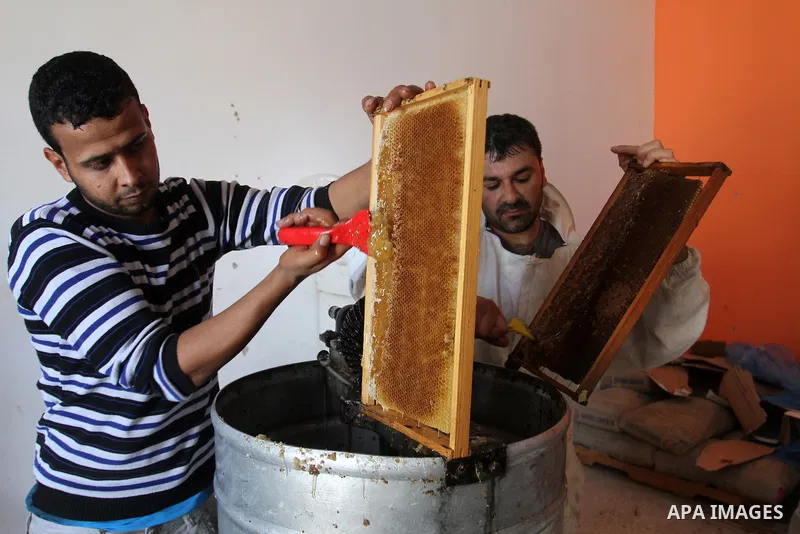 Palestinian beekeepers remove trays from a beehive to collect honey at a honey-bee farm in Bureij Refugee Camp, central Gaza Strip, on April 16, 2016. Beekeepers collect honey and wax from the beehives at this time of ye...