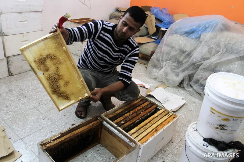 Palestinian beekeepers remove trays from a beehive to collect honey at a honey-bee farm in Bureij Refugee Camp, central Gaza Strip, on April 16, 2016. Beekeepers collect honey and wax from the beehives at this time of ye...