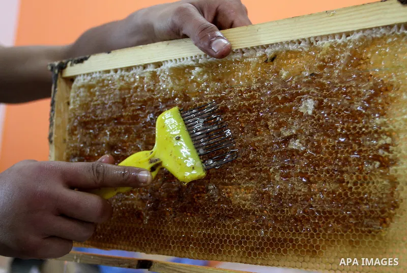 Palestinian beekeepers remove trays from a beehive to collect honey at a honey-bee farm in Bureij Refugee Camp, central Gaza Strip, on April 16, 2016. Beekeepers collect honey and wax from the beehives at this time of ye...