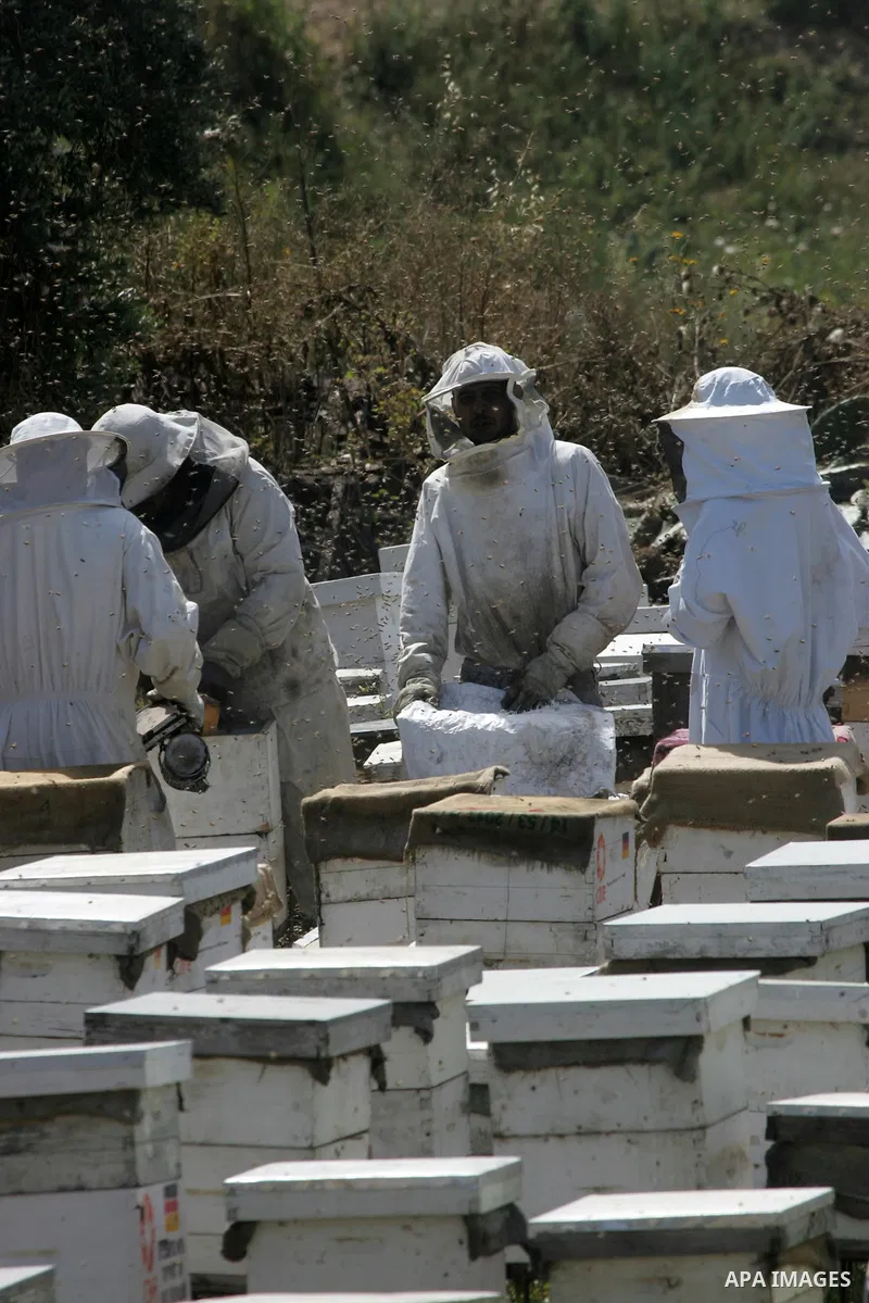 Palestinian beekeepers remove trays from a beehive to collect honey at a honey-bee farm in Bureij Refugee Camp, central Gaza Strip, on April 16, 2016. Beekeepers collect honey and wax from the beehives at this time of ye...