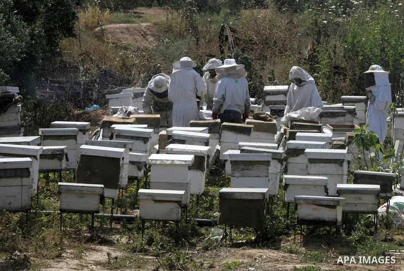 Palestinian beekeepers remove trays from a beehive to collect honey at a honey-bee farm in Bureij Refugee Camp, central Gaza Strip, on April 16, 2016. Beekeepers collect honey and wax from the beehives at this time of ye...