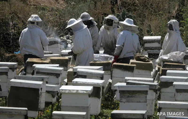 Palestinian beekeepers remove trays from a beehive to collect honey at a honey-bee farm in Bureij Refugee Camp, central Gaza Strip, on April 16, 2016. Beekeepers collect honey and wax from the beehives at this time of ye...