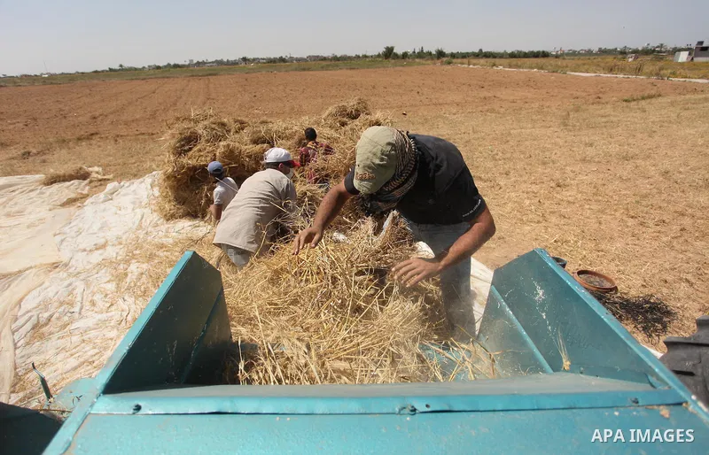 Palestinian men refine grinded barley during harvest on a farm in Khan Younis in the southern Gaza Strip. Photo by Ashraf Amra